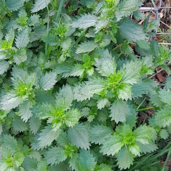 Urtica urens عادت