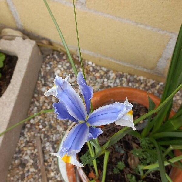 Iris xiphium Kwiat