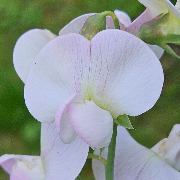 Lathyrus latifolius 花