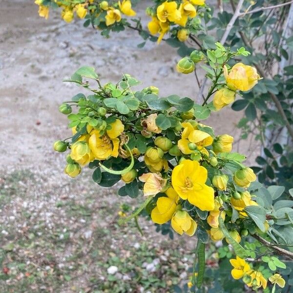 Senna surattensis Fulla