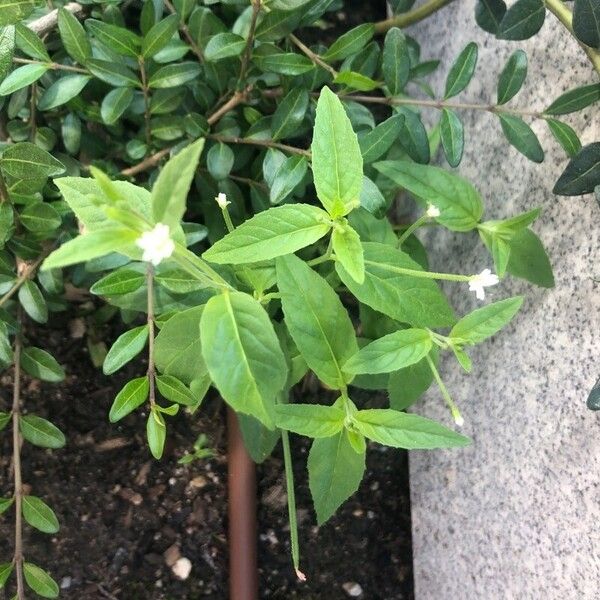 Epilobium ciliatum Liść