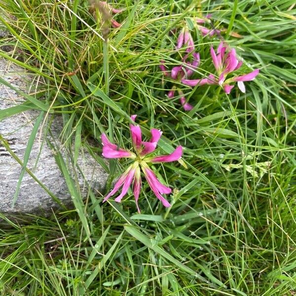 Trifolium alpinum Õis