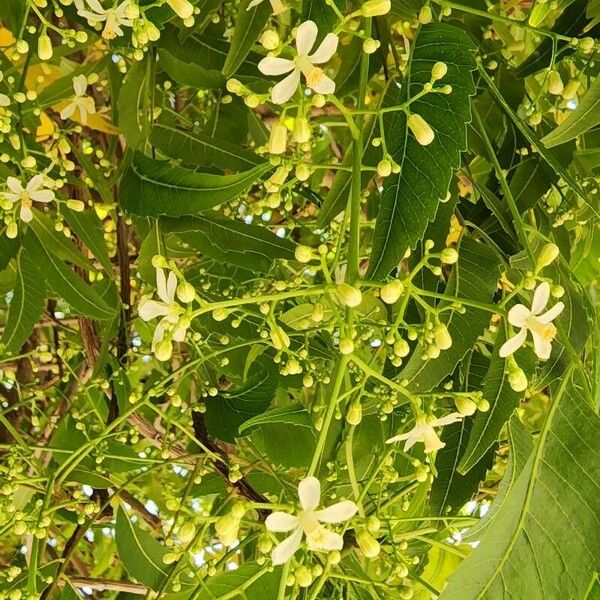 Azadirachta indica Цветок
