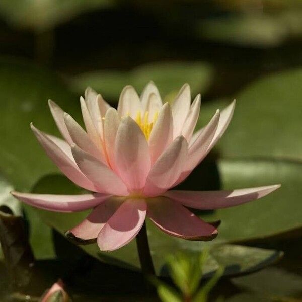 Nymphaea candida Flors