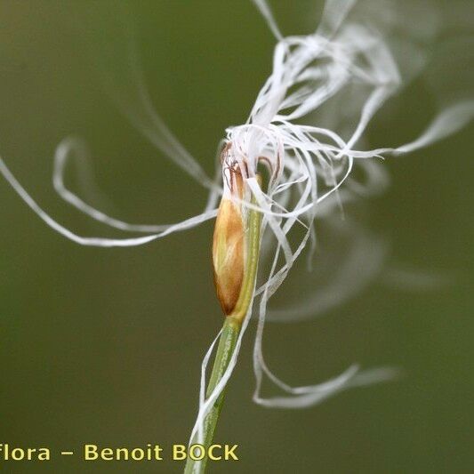 Trichophorum alpinum Fruit