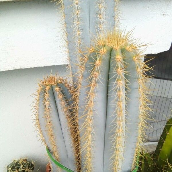 Pilosocereus pachycladus Bark