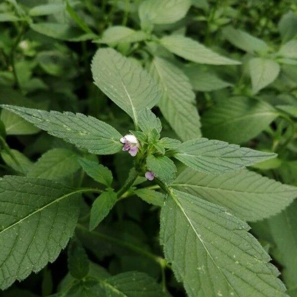 Galeopsis tetrahit Flower