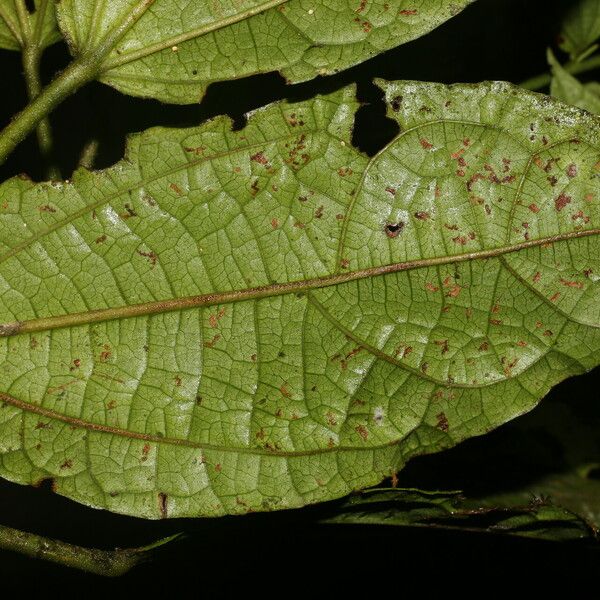 Malvaviscus arboreus Levél