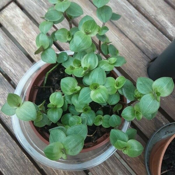 Callisia repens Leaf