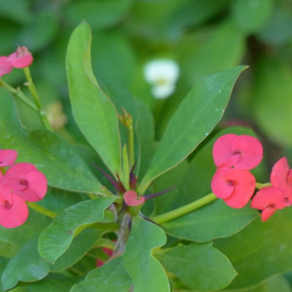 Euphorbia lophogona Other