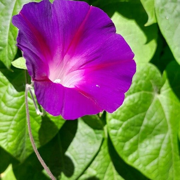 Ipomoea purpurea Lorea