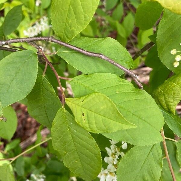 Prunus padus Blatt