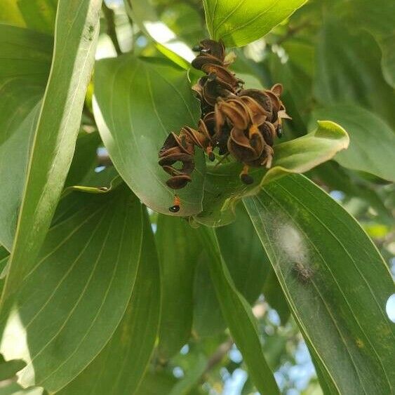 Acacia mangium Frucht
