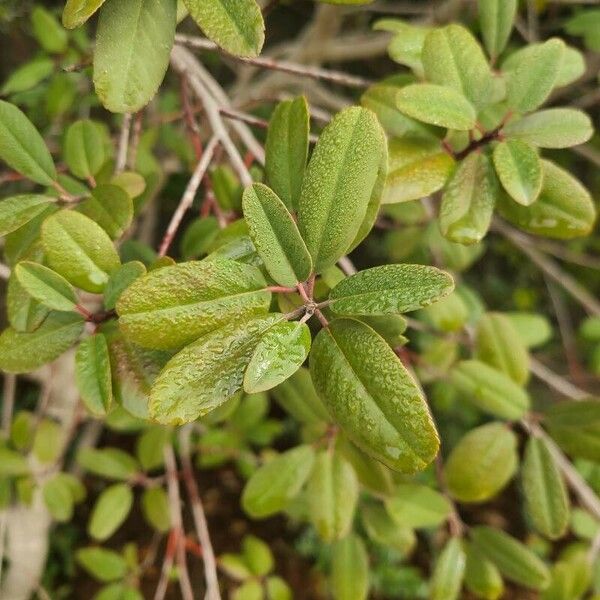 Frangula californica Blad