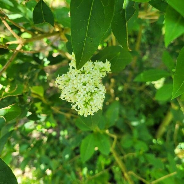 Ligustrum ovalifolium 花