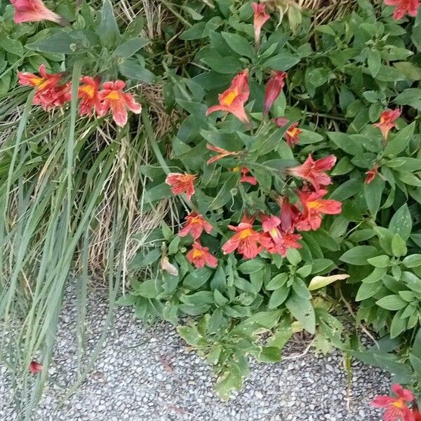 Alstroemeria ligtu Habitat