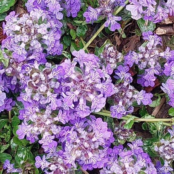 Ajuga genevensis Flor