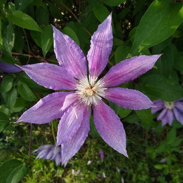 Clematis viticella Fiore