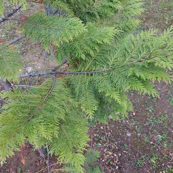 Chamaecyparis lawsoniana Blatt