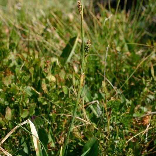 Carex vaginata Habitus