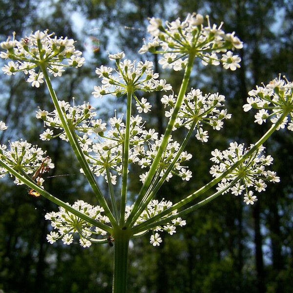 Conium maculatum Cvet