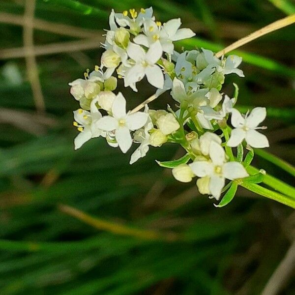 Galium saxatile Flower