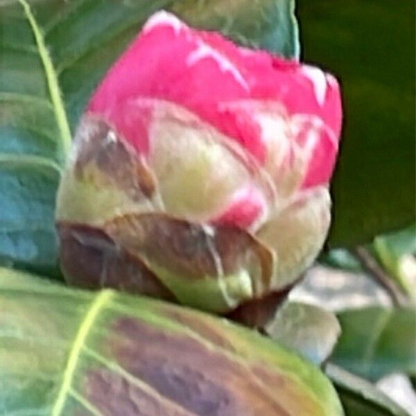 Camellia sasanqua Flower