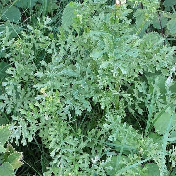 Senecio sylvaticus Habitus