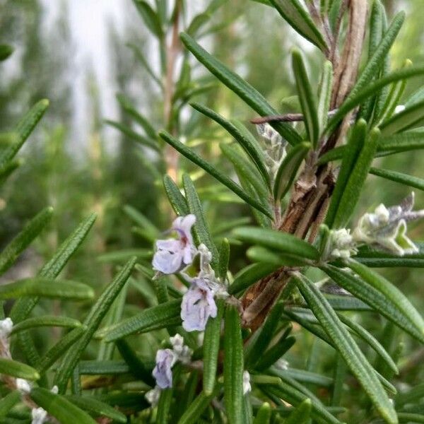 Rosmarinus officinalis Flor