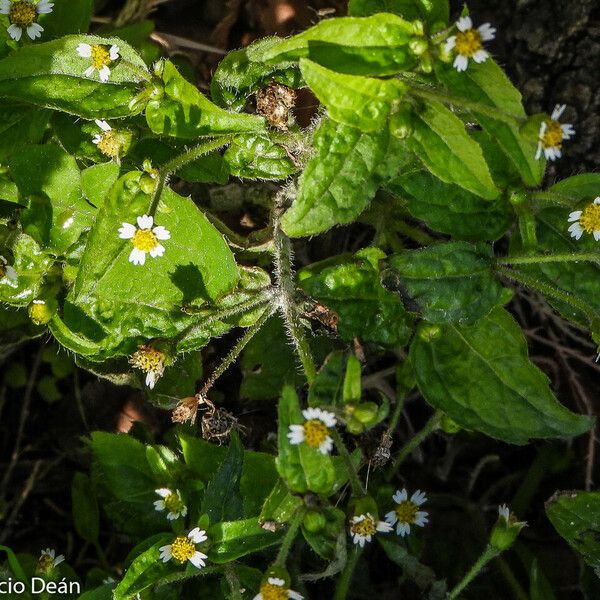 Galinsoga quadriradiata Blüte