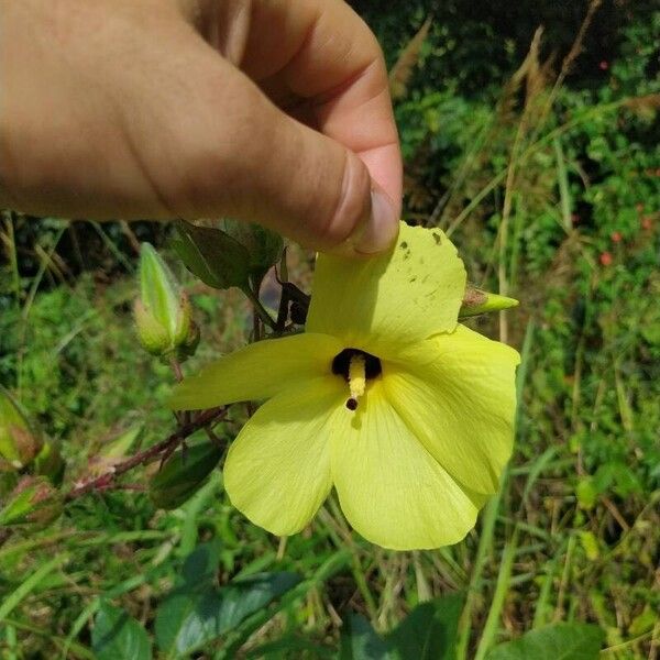 Abelmoschus moschatus Floare