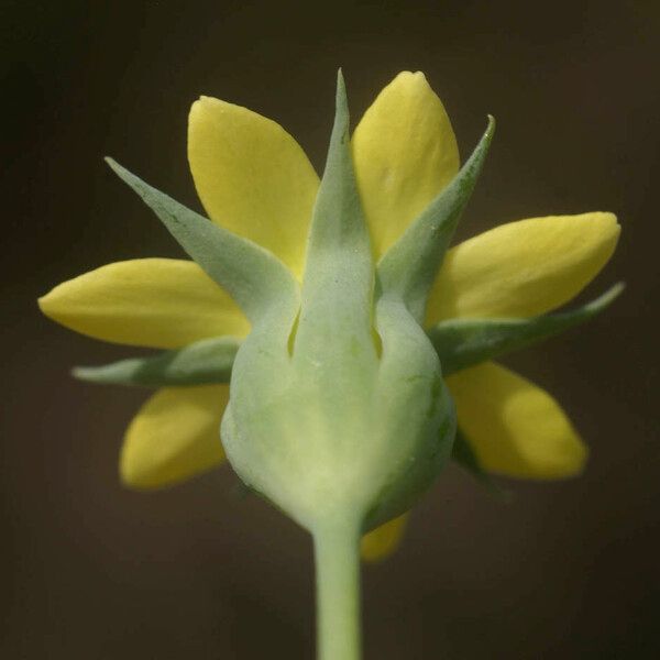 Blackstonia imperfoliata Blüte