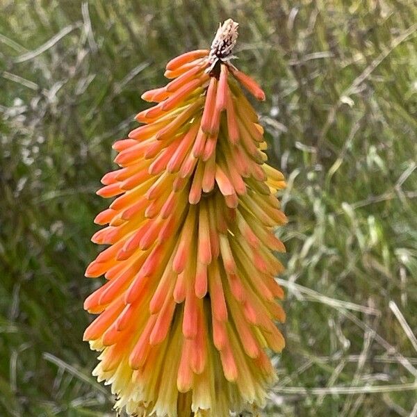 Kniphofia uvaria Blomma