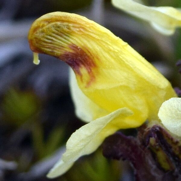 Pedicularis oederi Floro