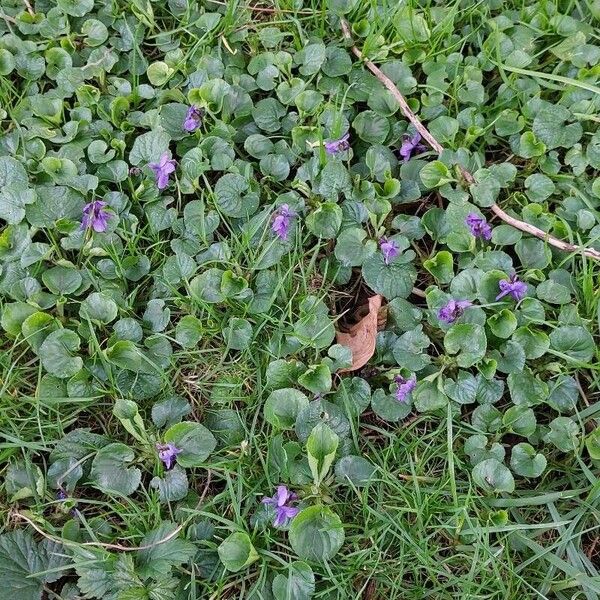 Viola odorata Flower