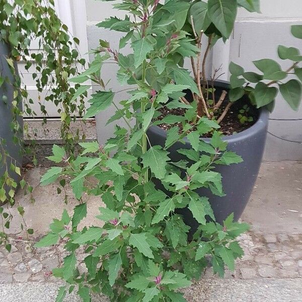 Chenopodium giganteum Hábitos