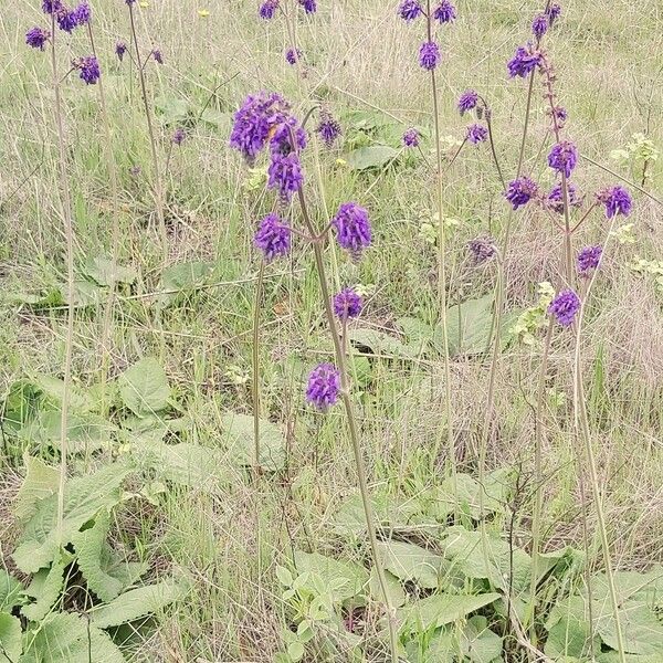 Salvia nutans Habit