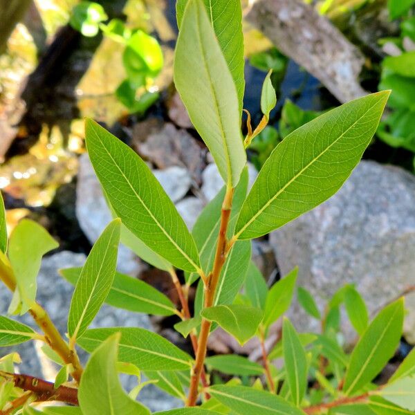 Salix arbusculoides Folla