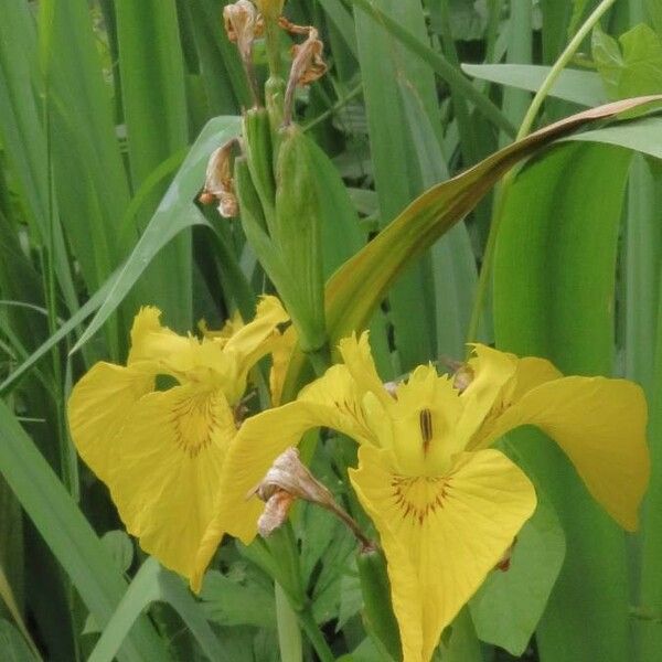 Iris pseudacorus Õis