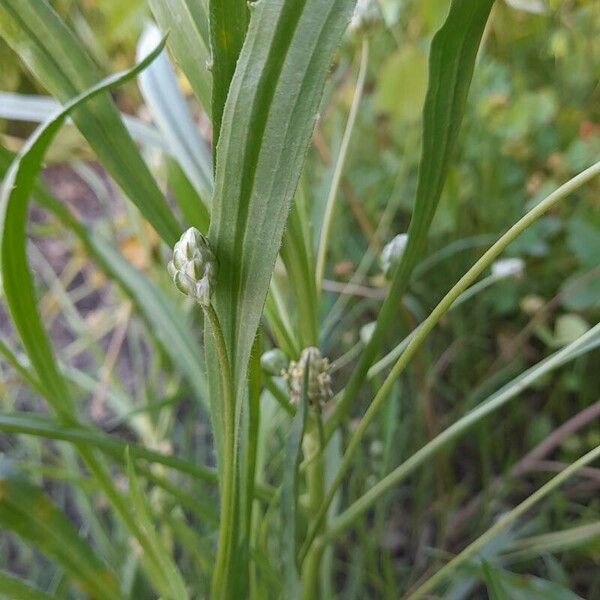 Plantago ovata 形态