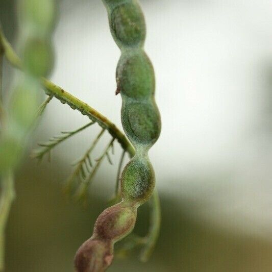 Acacia mearnsii Autre