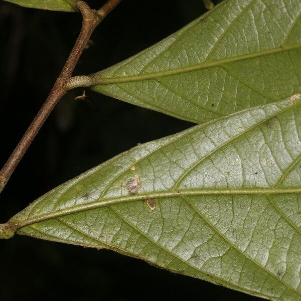 Adenophaedra grandifolia Leaf