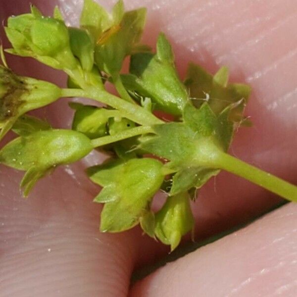 Alchemilla subcrenata Blüte