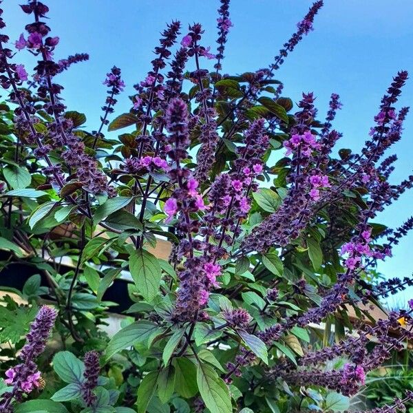 Ocimum kilimandscharicum Habitat