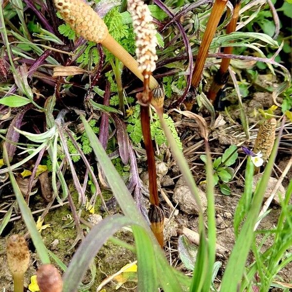 Equisetum arvense Habitus