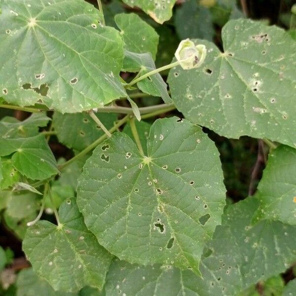 Abutilon theophrasti 葉