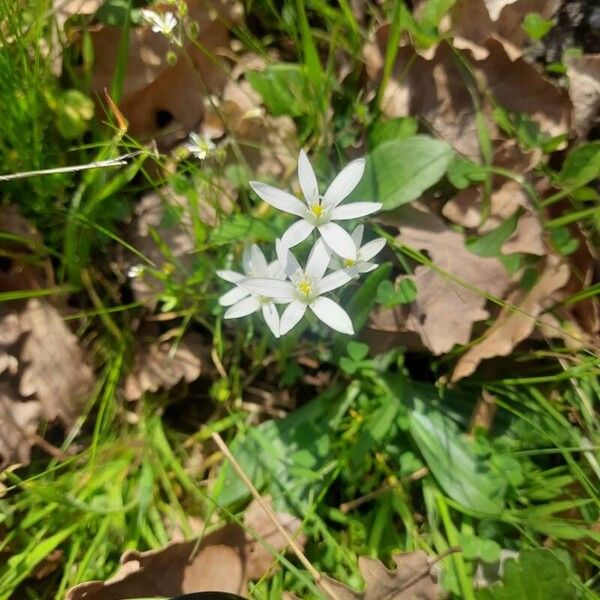 Ornithogalum divergens Кветка