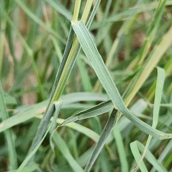 Bothriochloa ischaemum 葉