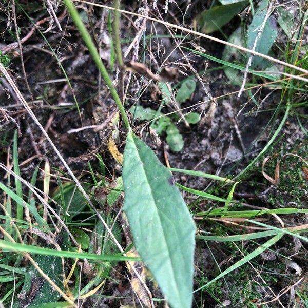 Hieracium umbellatum Leaf