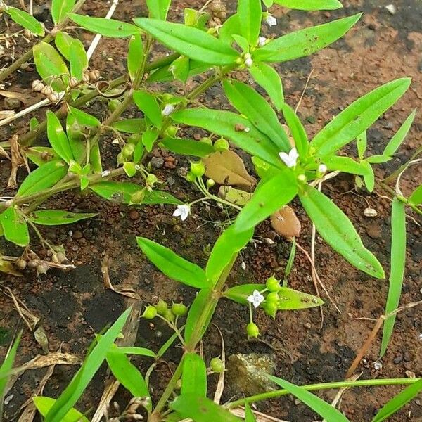Oldenlandia corymbosa Квітка